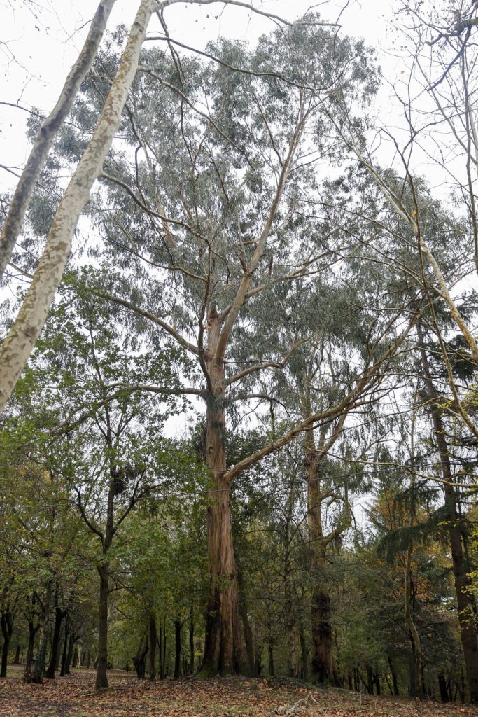 Idean usar papel para controlar el rebrote del eucalipto en lugar de herbicida o plástico. EFE/Luis Tejido