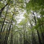BILBAO, 30/10/2022.-- Elegir árbol a árbol cuál cortar, cada cinco años, en vez de talar todo el bosque a la vez, es la silvicultura irregular por la que apuesta uno de sus pioneros, la cooperativa ERREZ (Aramaio, Alava). Iñaki Etxebeste, de esta cooperativa, explica a EFE cómo funciona esta gestión forestal, que promete dar mejores resultados económicos y medioambientales que la "industrial". La aplica en un robledal de Legazpi (Gipuzkoa), donde colabora con el proyecto Life Urbaso de gestión del agua, de Neiker, financiado por la Unión Europea. Nahia Gartzia Bengoetxea, y Ander Arias, de Life Urbaso, apoyan la silvicultura irregular en los bosques situados aguas arriba de las captaciones de agua potable. Van a monitorizar el impacto en el suelo de la silvicultura irregular, es decir, el desgaste del mantillo, la capa que protege el suelo. EFE/Luis Tejido