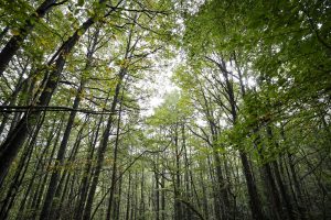 BILBAO, 30/10/2022.-- Elegir árbol a árbol cuál cortar, cada cinco años, en vez de talar todo el bosque a la vez, es la silvicultura irregular por la que apuesta uno de sus pioneros, la cooperativa ERREZ (Aramaio, Alava). Iñaki Etxebeste, de esta cooperativa, explica a EFE cómo funciona esta gestión forestal, que promete dar mejores resultados económicos y medioambientales que la "industrial". La aplica en un robledal de Legazpi (Gipuzkoa), donde colabora con el proyecto Life Urbaso de gestión del agua, de Neiker, financiado por la Unión Europea. Nahia Gartzia Bengoetxea, y Ander Arias, de Life Urbaso, apoyan la silvicultura irregular en los bosques situados aguas arriba de las captaciones de agua potable. Van a monitorizar el impacto en el suelo de la silvicultura irregular, es decir, el desgaste del mantillo, la capa que protege el suelo. EFE/Luis Tejido