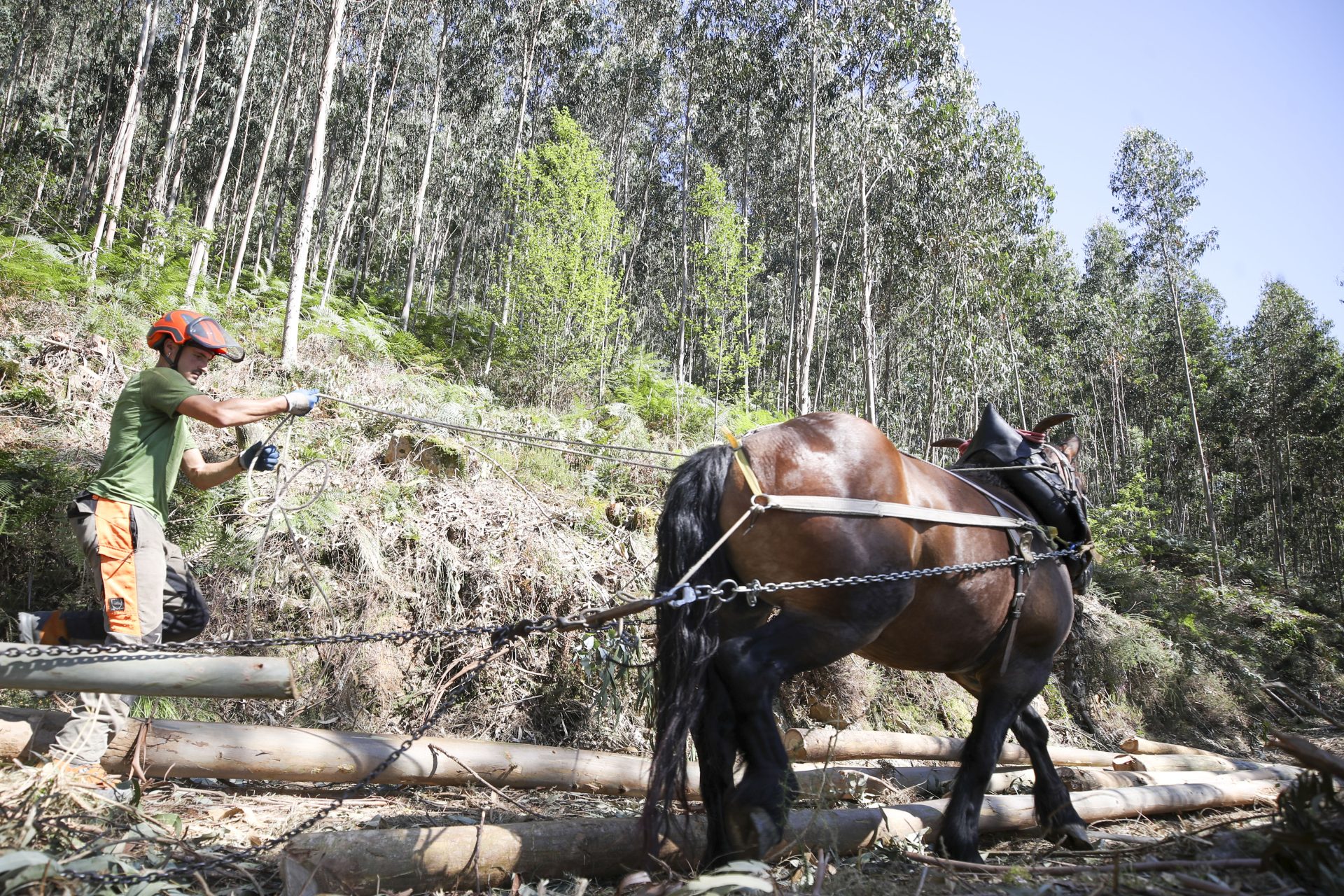 Unai Bikuña, responsable de la empresa ArdaGaia, durante la extracción de madera en Urdaibai con la yegua, un trabajo que erosiona menos el suelo frente a la maquinaria industrial pesada. Los bosques de la Reserva de la Biosfera de Urdaibai, en Bizkaia, han recuperado la utilización de caballos en la explotación forestal, un método tradicional de extracción de los árboles talados ya en desuso que protege el terreno frente a la maquinaria para mejorar así la calidad del agua de consumo. EFE/Luis Tejido